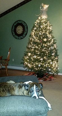 Christmas Season - Dakota and her tree